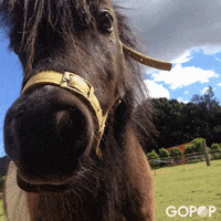 caseytato GIF by GoPop