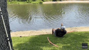 Massive Alligator Removed From Sarasota Pond