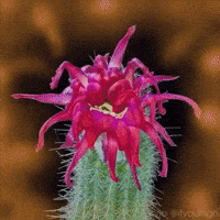 Flower Satisfying GIF