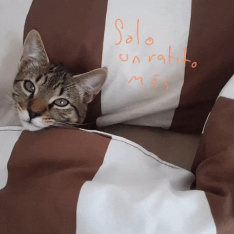 rodrigoaguilar cat zapatoverde wake me up before you go go wake up time GIF