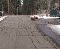 Game Playing GIF by JustViral.Net