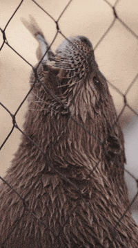River Otter Eating GIF by Valley Zoo Development Society