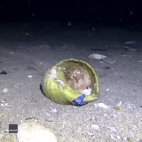 No Paps Please! Shy Octopus Disappears Under Shell