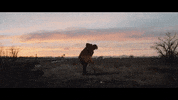 Dog Digging GIF by Valley Maker