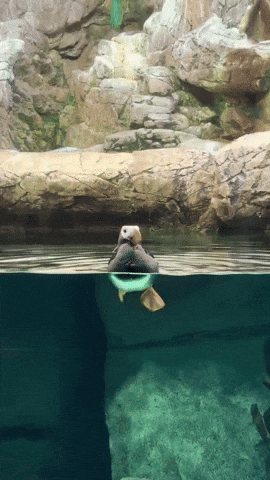 cuteanimalland giphyupload GIF