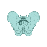 Pelvic Floor C-Section Sticker by Nancy Anderson Fit