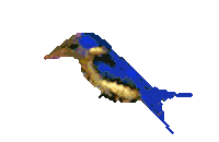hummingbird Sticker