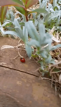 Man Narrates Ladybugs' Backyard Love Making