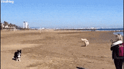 GIF by ViralHog