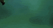 nuclear blast folk metal GIF by Eluveitie