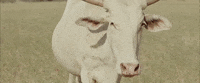 Cows Senegal GIF by TIFF