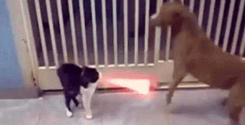 cats disguise GIF