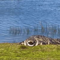 'Infamous Croczilla' Smiles For Camera