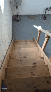 Australian Shepherd Puppy Goes in Circles While Struggling to Use the Stairs