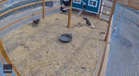 Dust Devil Terrorizes Chickens at Colorado Home