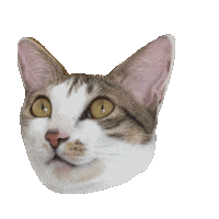 Angry Cat Sticker