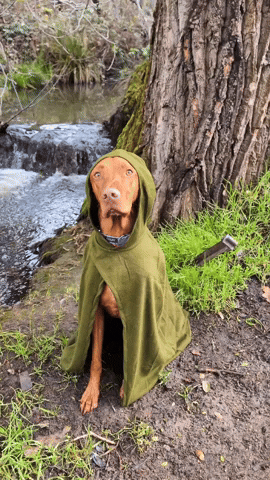 mydogmendo  GIF