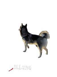 Dogs Look There Sticker by Global Tara Entertainment