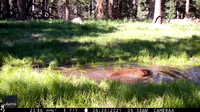 Bear Crawls Through Muddy Pond to Cool Down