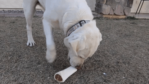 FatPuppy giphygifmaker dogs labrador labrador retriever GIF