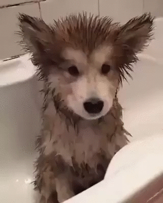 bath GIF