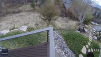 Bear-y Cute: Security Camera Captures Two Bears Playing in Front Yard