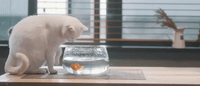 angry sheng qi GIF