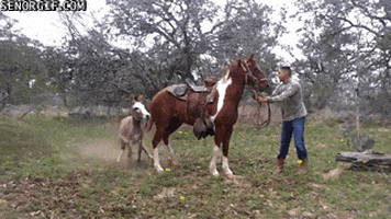 Horses Kicks GIF