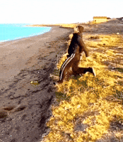 Backflip GIF