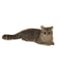British Shorthair Cat Sticker