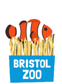 Clown Fish Sticker by BristolZooGardens