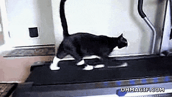 cat running GIF