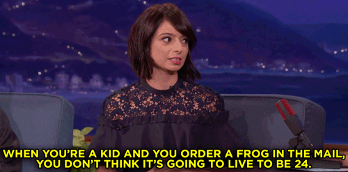 teamcoco giphyupload frogs kate micucci GIF