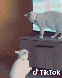 Cat GIF by TikTok France