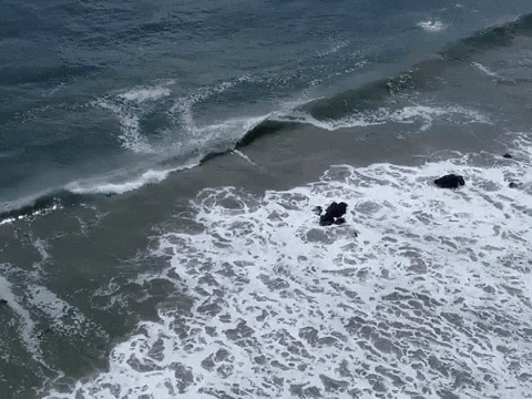GIF by Naomi Sharon