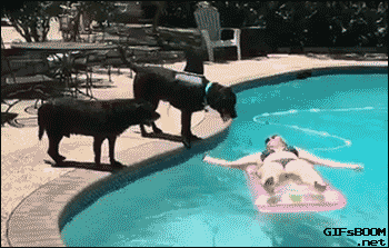 dog pool GIF
