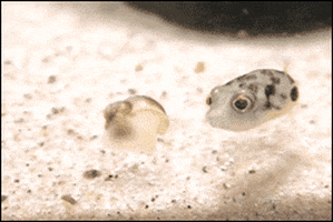 fish pufferfish GIF