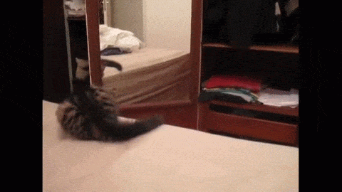 cat mirror GIF