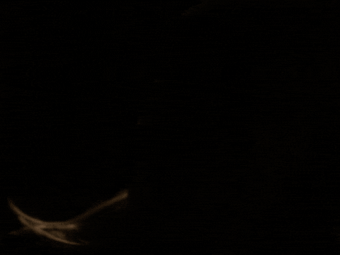 Sub Pop Girl GIF by Sub Pop Records