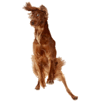 Flying Dog Sticker by Ollie Pets