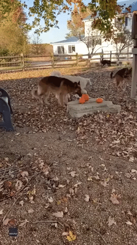 Dogs at 'Pet Resort' Have Mixed Reactions to Little Pumpkins