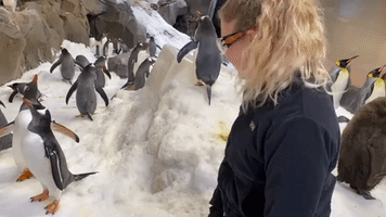 Aquarium Staff Show Bond with Penguins on International Day of Friendship