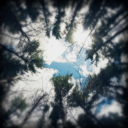sky tree GIF