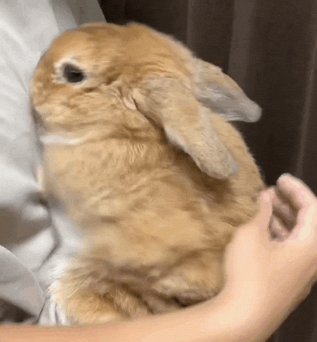 Bunny Cutie GIF