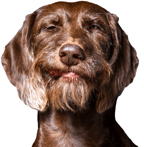 helgaaamanufaktur giphyupload happy dog wink Sticker