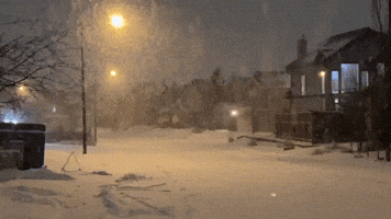 Coyote Scurries Across Snowy Street in Calgary Amid Winter Storm