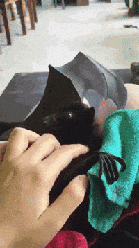 bat affection GIF