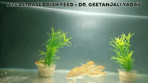 geetanjaliyadav giphygifmaker algae fish feed geetanjali yadav algal biorefinery GIF