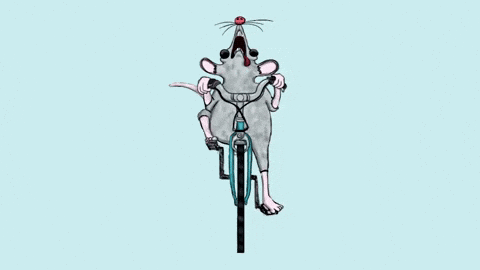 mouse race