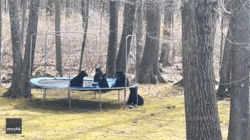 Group of Bears Bounce on Trampoline in Connecticut Yard